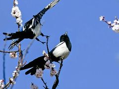 -中国人民解放军总医院