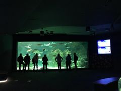 -瑞普利水族馆
