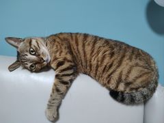 -创凡宠物医院·骨专科  猫科中心(西乡分院)