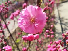 -呼兰河口湿地公园