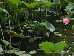 -荔湾湖公园