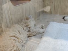 -屋虎猫馆(宝安大仟里店)