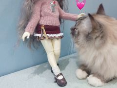 -喵的天空名猫咖啡馆·撸猫·猫舍·用品