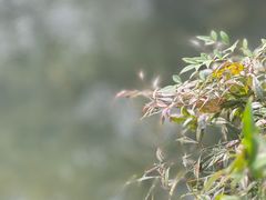 -中国茶叶博物馆(双峰馆区)