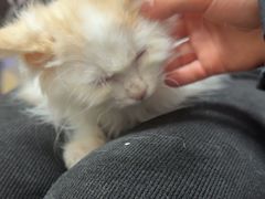 -宠福鑫康馨动物医院·骨科·眼科