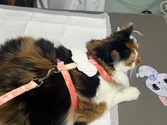 -纳吉亚猫专科动物医院博雅分院