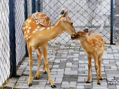 -长白岛森林公园