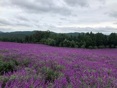-中国香山·寿香谷
