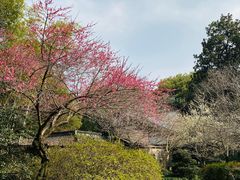 -杭州植物园