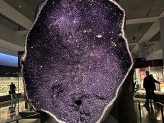 -美国自然历史博物馆
