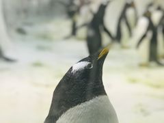 -大连圣亚海洋世界