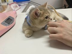 -御宝贝·A梦猫科宠物医院(国际猫友好医院)
