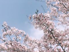 -高东镇樱花园
