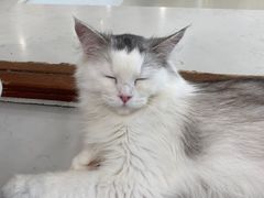-共舞时光猫咖·狗咖(新街口店)