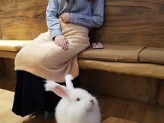 -猫猫幼稚园·撸猫·桌游·电玩