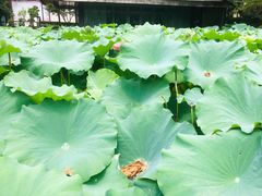 -陈家山荷花公园