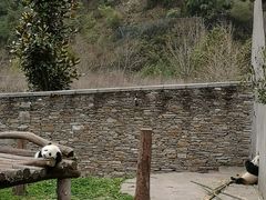 -卧龙中华大熊猫苑神树坪基地