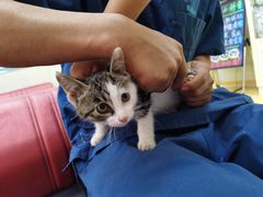 -瑞派天宁宠物医院·猫科·异宠中心