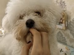-宠福鑫康馨动物医院·骨科·眼科