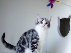 -宠爱多约克夏马尔济斯泰迪小型犬专卖