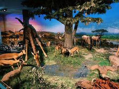 -国家自然博物馆