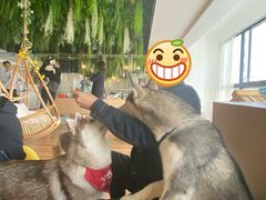 -Husky Go! 哈士奇体验馆·宠物咖啡厅狗咖