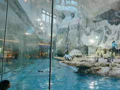 -帝企鹅自助餐厅•儿童岛•真企鹅(长隆企鹅酒店)