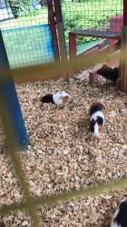 -萌宠亲子动物乐园(槐房万达店)