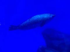-上海海昌海洋公园-冰山北极馆