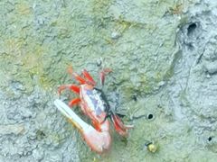 -北海金海湾红树林生态旅游区