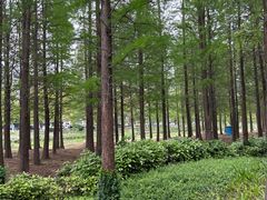 -昆山城市生态森林公园