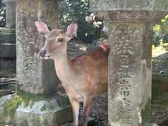 -奈良公园