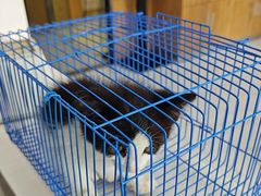 -艾贝尔宠物医院·24H转诊中心·肿瘤猫专科(江宁双龙店)