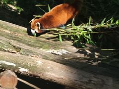 -都江堰中华大熊猫苑