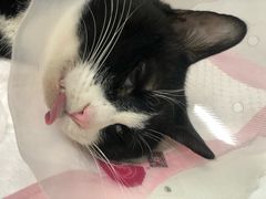 -北京观赏动物医院·24小时大型综合·猫专科·异宠专科