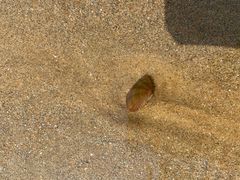 -日照海滨国家森林公园