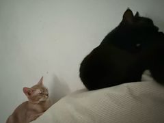 -宠颐生猫科·内科皮肤科(西平世纪城店)