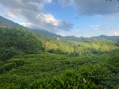 -雁南飞茶田景区