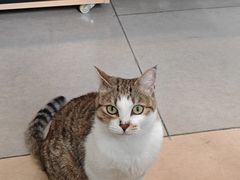 -御宝贝·A梦猫科宠物医院(国际猫友好医院)