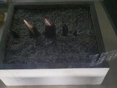 -诸城市恐龙博物馆