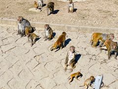 -哈尔滨北方森林动物园