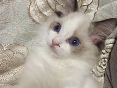 -Bastet sally猫舍购宠(静安店)