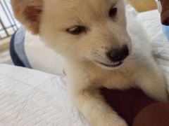 -柴犬小屋·柴餐厅·狗咖食堂(金鼎广场店)