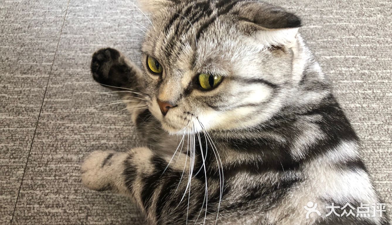 臭脸大哥/臭脸小妹，其实巨粘人