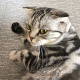 臭脸大哥/臭脸小妹，其实巨粘人