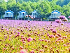 -紫海香堤香草艺术庄园