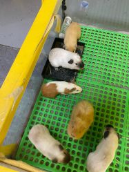 -神奇动物撸宠馆·羊驼·小浣熊·异宠(豫园店)
