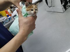 -爱侣宠医·鹦鹉专科·小型哺乳类·异宠专科(灵石路店)