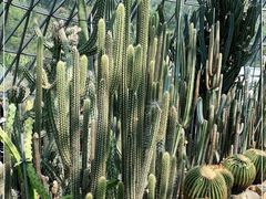 -深圳仙湖植物园