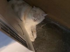 -猫猫幼稚园·撸猫·桌游·电玩